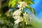 Soft focus Apple blossom or white apple tree flower on a tree br