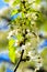 Soft focus Apple blossom or white apple tree flower on a tree br