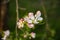 Soft focus Apple blossom or white apple tree flower on a tree br