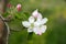 Soft focus Apple blossom or white apple tree flower on a tree br