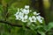 Soft focus Apple blossom or white apple tree flower on a tree br