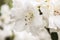Soft focus background of white azaleas with bokeh background