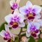 Soft focus of beautiful branch of double color mini orchids Brother Pico Sweetheart. Phalaenopsis, Moth Orchid are on a gentle li