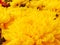 Soft focus beautiful Chrysanthemum yellow flower blooming in the garden