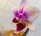 Soft focus of beautiful close-up double color mini orchids Brother Pico Sweetheart in right. Phalaenopsis, Moth Orchid on warm bri