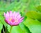 Soft focus beautiful pink lotus flower