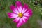 Soft focus of a beautiful pink picotee cosmos flower a a garden