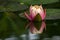 Soft focus of a beautiful pink waterlily Perry`s Orange Sunset or lotus flower with raindrops in a pond. Bud nymphaeas reflected i