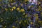 Soft focus of beautiful spring flowers Berberis thunbergii Atropurpurea blossom. Macro of tiny yellow flowers of barberry on