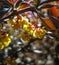 Soft focus of beautiful spring flowers Berberis thunbergii Atropurpurea blossom. Macro of tiny yellow flowers of barberry on backg