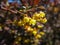 Soft focus of beautiful spring flowers Berberis thunbergii Atropurpurea blossom. Macro of tiny yellow flowers of barberry on backg