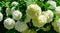 Soft focus of beautiful white balls of blooming Viburnum opulus â€˜Roseumâ€™ on dark green background. White Guelder Rose