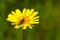 Soft focus of a beetle with long antennae on a vibrant yellow flower at a field