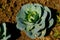 Soft focus of Big cabbage on the ground in the morning with mild sunshine in the garden.Head of green fresh cabbage.Organic