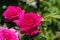 Soft focus. Blooming buds of decorative roses on a background of foliage of rose bushes