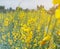 Soft focus of blooming Indian hemp flower field, Sunn Hemp plant for improving soil