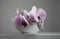 Soft focus blur Close up Pink phalaenopsis orchid flower on gray interior. Minimalist still life. Light and shadow nature