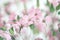 Soft focus blur pink flower. Fog smoke nature horizontal copy space background