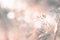 Soft focus blur smoke Nature horizontal copy space background. Beige pastel color