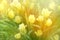 Soft focus blur yellow tulips flower in bloom. Nature horizontal background