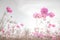 Soft focus and blurred cosmos flowers on pastel color style for