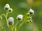 Soft focus bokeh background of wilde Flowers