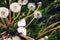 Soft focus on the butterfly and dandelion, butterfly and dandelion illuminated by sunlight