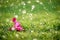 Soft focus of Close up on alone Pink flower with heavy raining