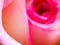 Soft focus of close up beautiful rose flower background. textures of pink rose petals for background.