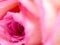 Soft focus of close up beautiful rose flower background. textures of pink rose petals for background