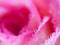 Soft focus of close up beautiful rose flower background. textures of pink rose petals for background