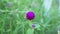 Soft Focus, Close Up Globe Amaranth Flower