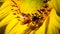 Soft Focus,Close up,Low light macro,The camera can capture the bees eating nectar from the sunflower, the bees pollinate the sunfl