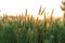 Soft focus Close-Up of many stems with spikelets of wild grass on sunset copy space. Green Summer Grass Meadow With