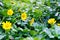 Soft-focus close-up of yellow flowers on field of flowers