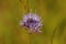 Soft focus closeup on the blue flower of sheep's bit ,  Jasione montana