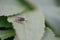 Soft focus closeup of a common face fly or autumn housefly, Musca autumnalis, on green leafs