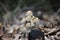 Soft focus of a cluster of wild white mushrooms on a forest floor