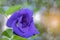 The soft focus colorful of Blue Pea, Butterfly Pea,Clitoria tern