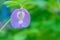 The soft focus colorful of blue pea, butterfly pea,Clitoria tern