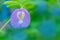 The soft focus colorful of blue pea, butterfly pea,Clitoria tern