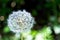 Soft focus of common dandelion flower on a blur background