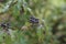 Soft focus of common dogwood berries against a blurry background Cornus sanguinea