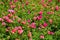 Soft focus of Common Purslane, Verdolaga, Pigweed, Little Hogweed, Pusley