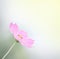 Soft focus cosmos flowers pink petal or mexican aster with yellow pollen patterns blooming with stem in garden