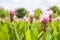 Soft focus curcuma alismatifolia or Siam tulip or Summer tulip i
