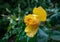 Soft focus of delicate bright yellow rose with raindrops. Yellow rose blooms in winter against the background of blurred emerald g