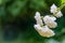 The soft focus of an elegant white rose branch. The rose Sea Foam is located in right side against of natural emerald green garden