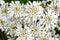 Soft focus of Evergreen Candytuft flower, Iberis, in white petal