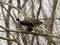 Soft focus of a fierce bald eagle getting ready to fly from a leafless tree in the woods